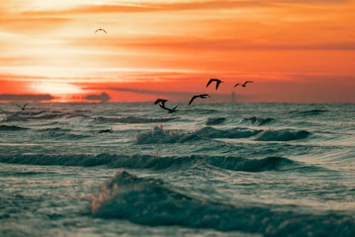 Birds Flying Low above Water Surface