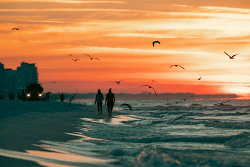 Silhouette of Birds Flying during Sunset