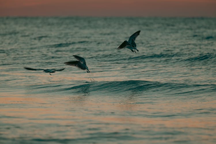 Sea Birds Flying Over Sea Surface