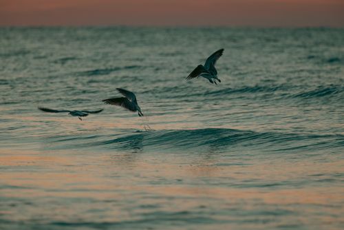 Free Three seagulls gracefully flying over ocean waves during sunset, creating a serene seaside scene. Stock Photo