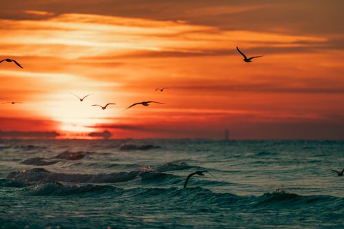 Free Majestic seagulls flying above the ocean waves during a dramatic fiery sunset. Stock Photo