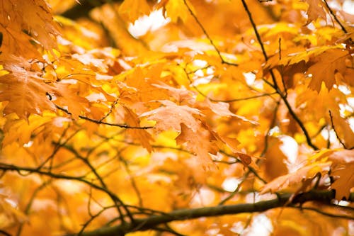 Yellow Leaves on Brown Tree Branch