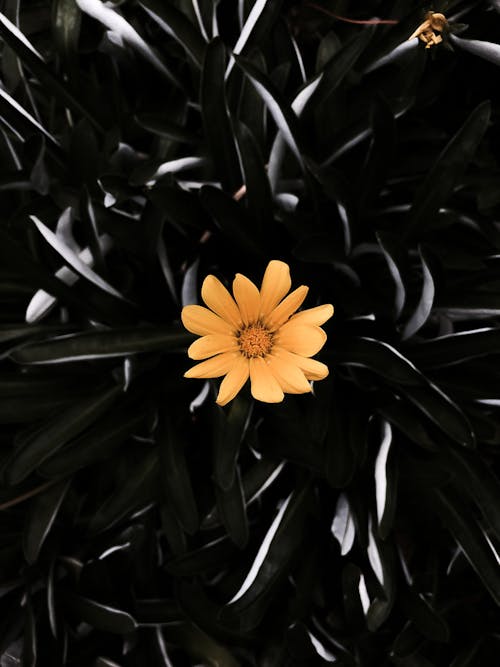 Безкоштовне стокове фото на тему «заводи, квіти, Природа»