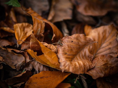 Brown and Black Insect on Brown Dried Leaves