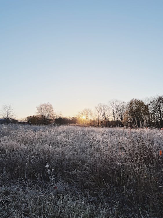 Frost on the Grass During Sunrise