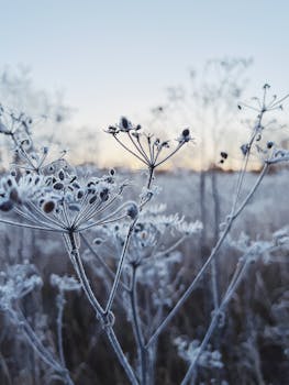 Frost-covered wildflowers in a crisp winter morning landscape.