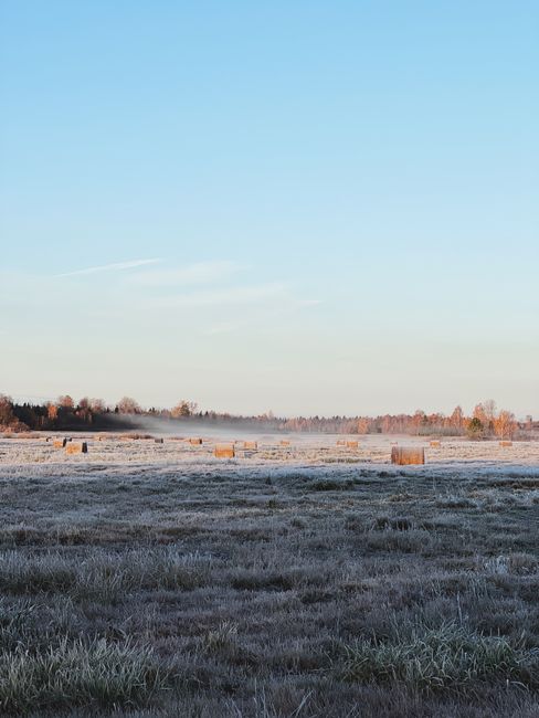 A tranquil rural landscape with hay bales scattered across a frosty field under a clear blue sky at sunrise.