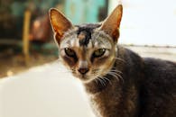 一只家猫目光专注的详细特写