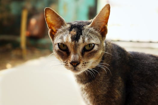 一只家猫目光专注的详细特写