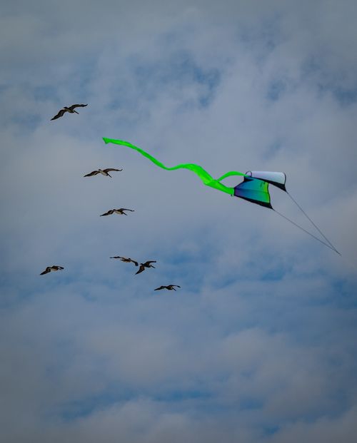 Free Vibrant kite flying with birds against a cloudy sky, symbolizing freedom and summer fun. Stock Photo