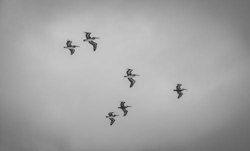 Flock of Birds Flying Under White Clouds