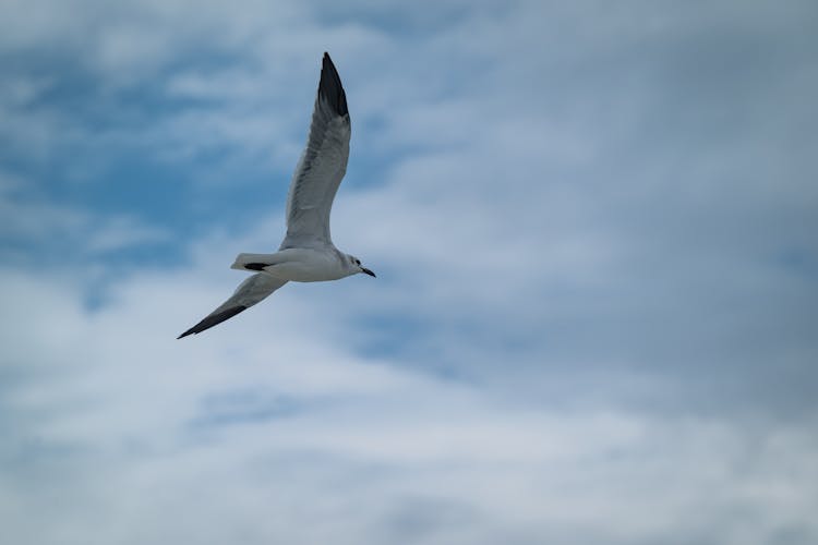 White Bird Flying Under Blue Sky