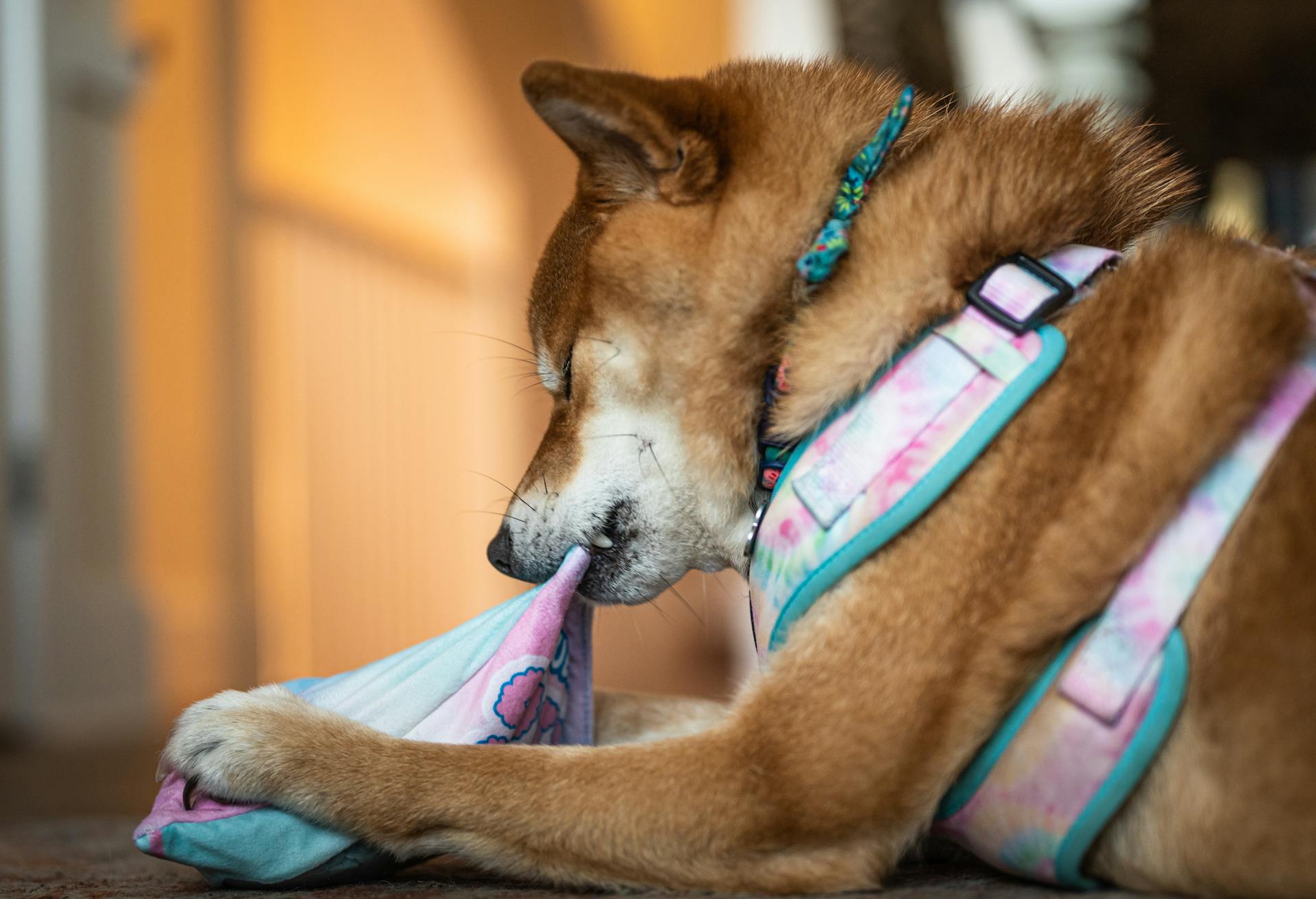 A Dog with a Toy