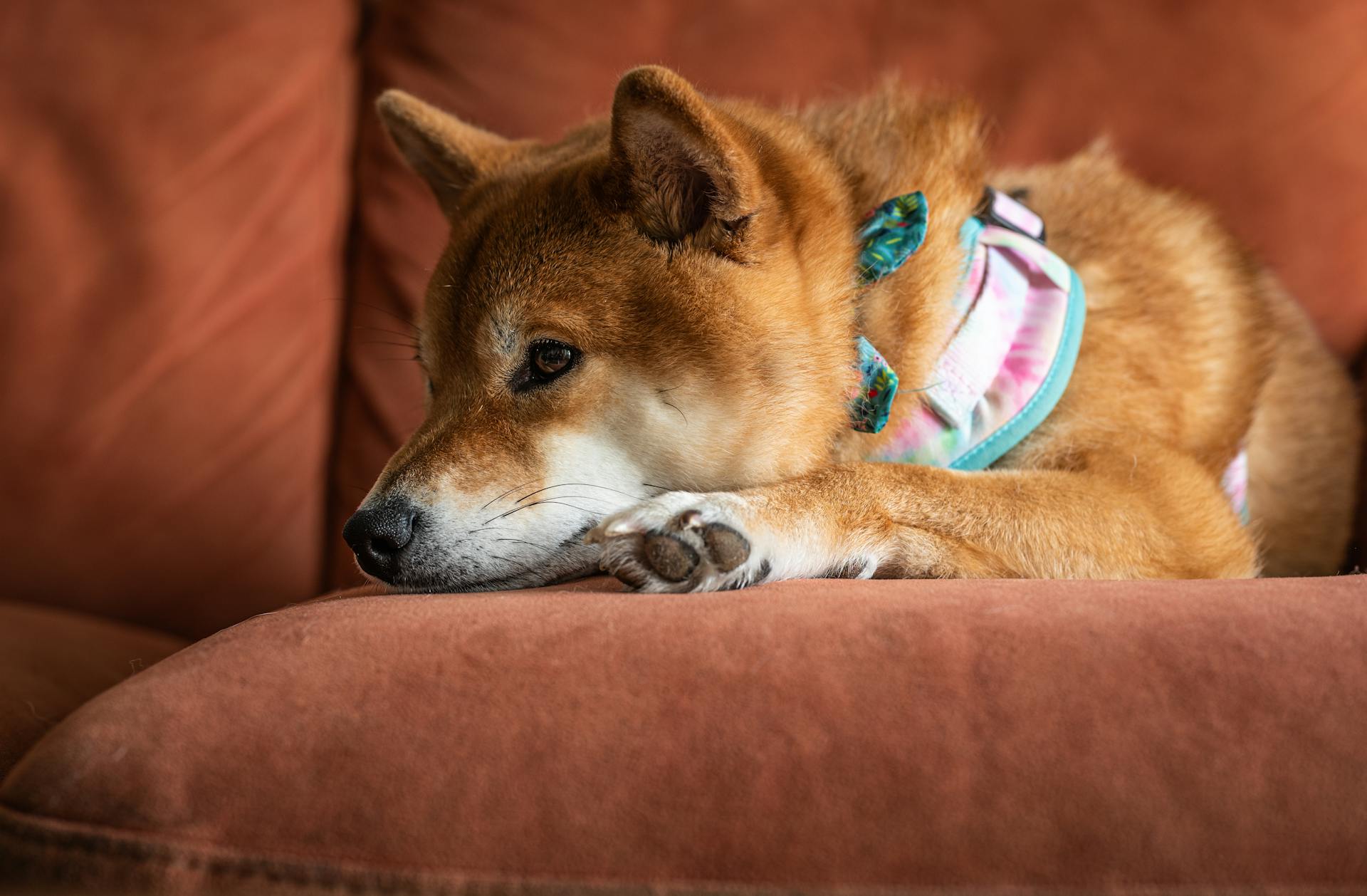 Close-Up Shot of a Shiba Inu