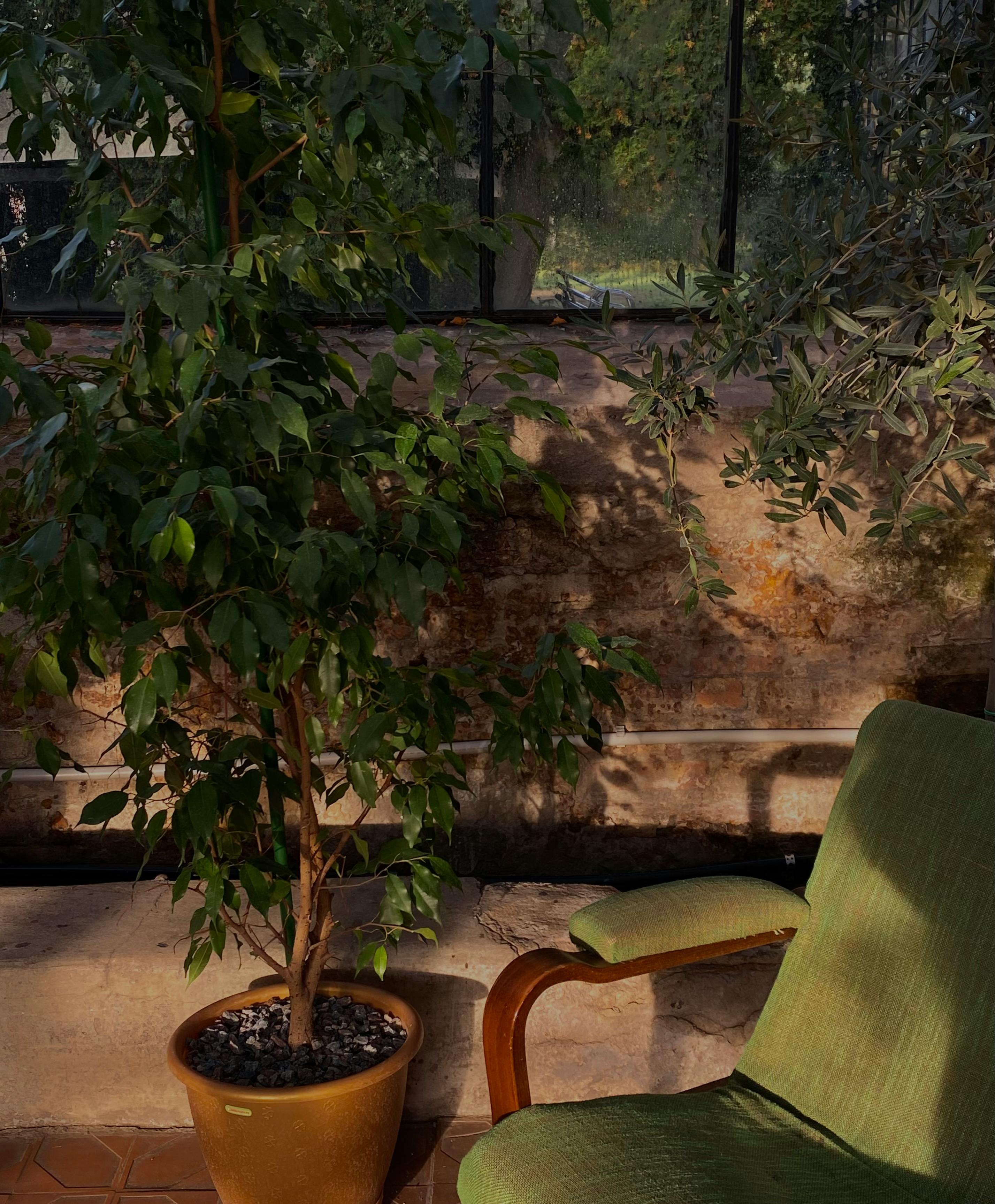 Free A sunlit corner featuring a green armchair and potted plant in a cozy indoor setting. Stock Photo