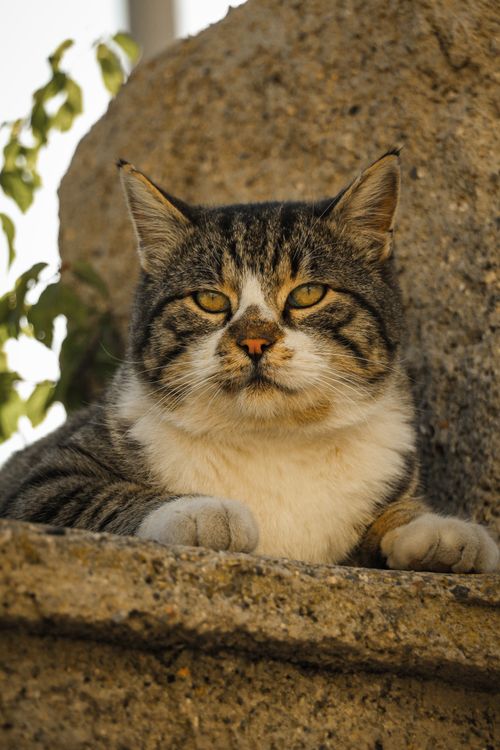 Free Portrait of a tabby cat sitting on a stone ledge in Nevşehir, Turkey. Perfect for animal lovers. Stock Photo