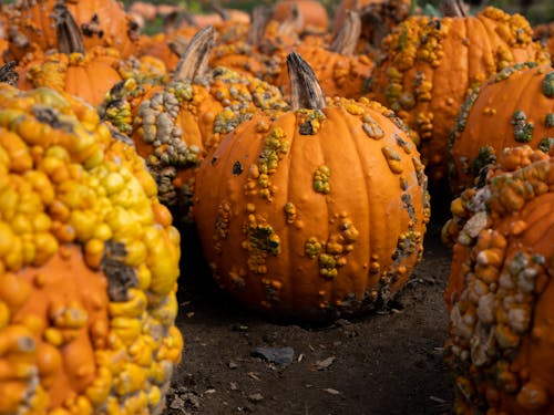 Orange Pumpkins on Brown Soil