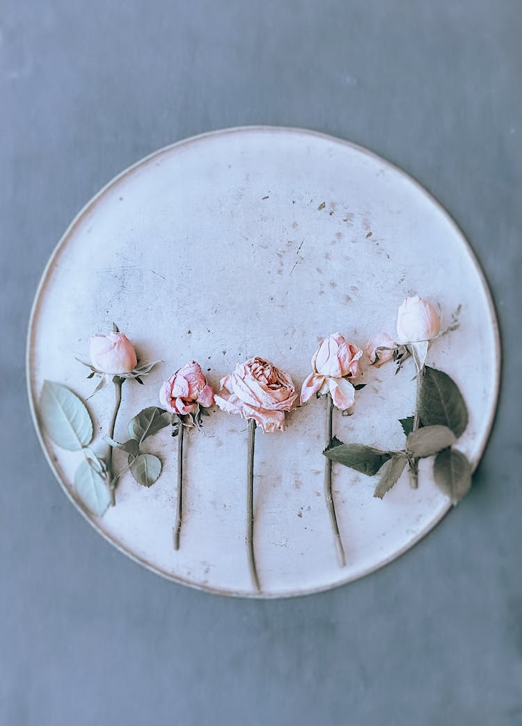 Wilted Pink Roses On Round Tray