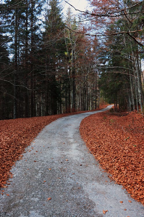 Paved Pathway in a Forest
