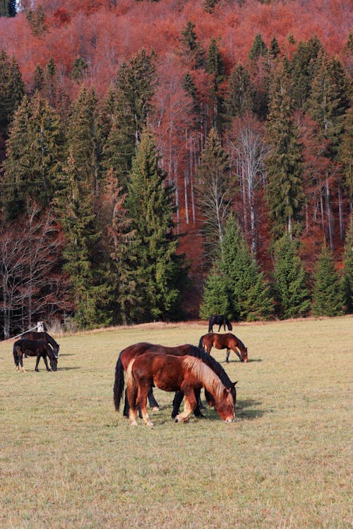 Fotos de stock gratuitas de animal, bosque, caballos