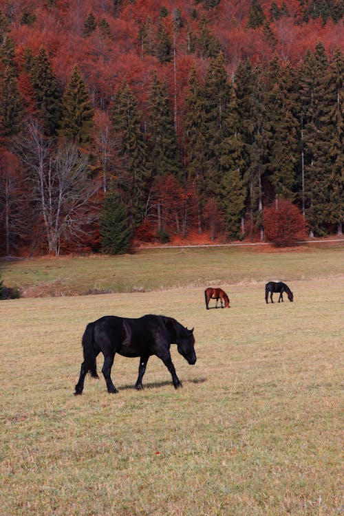 Ingyenes stockfotó állatállomány, fák, függőleges lövés témában