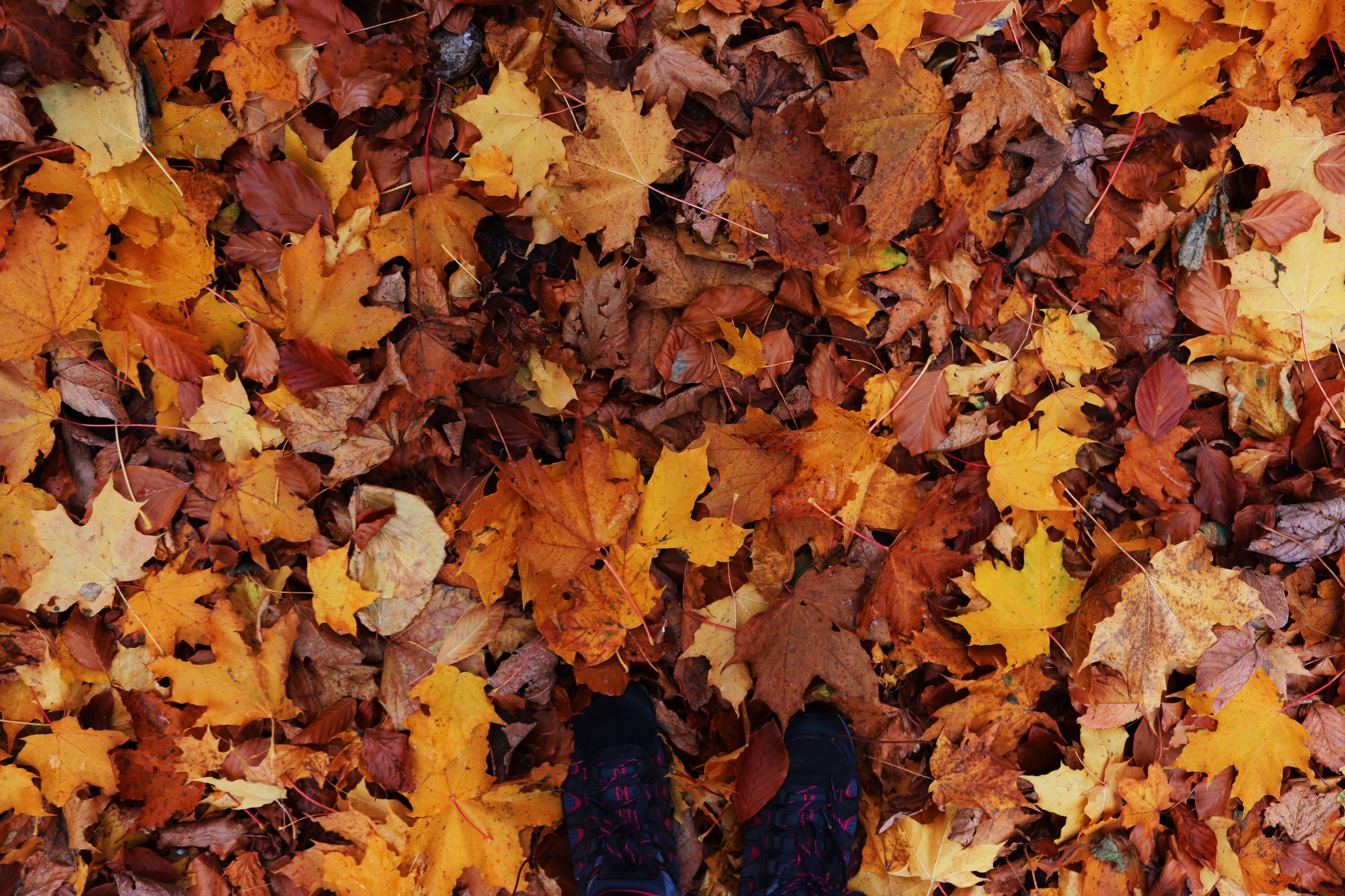 A beautiful array of colorful fallen autumn leaves with visible shoes from an overhead view.. pexels, beautiful, array