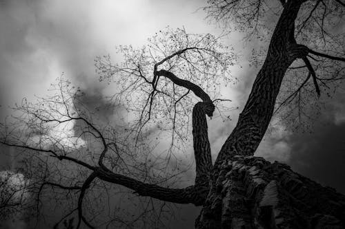 Безкоштовне стокове фото на тему «відтінки сірого, гілки, дерево»