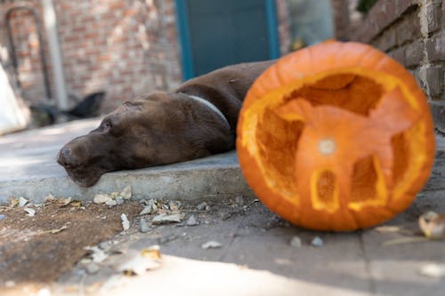 Imagine de stoc gratuită din dovleac, Halloween