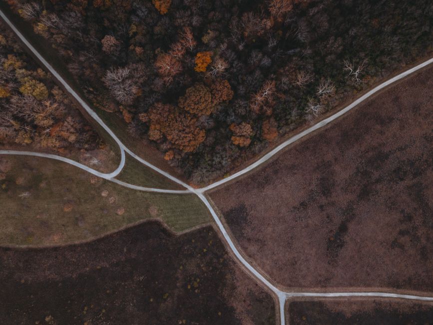 forest path diverging trail