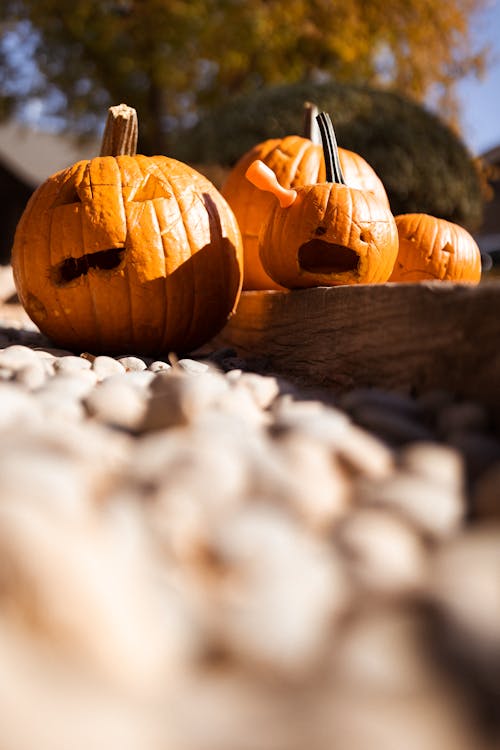 Imagine de stoc gratuită din sărbătorind halloween-ul, sculptură de dovleac