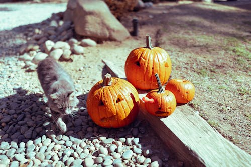 Imagine de stoc gratuită din dovleci, mâță, sărbătorind halloween-ul