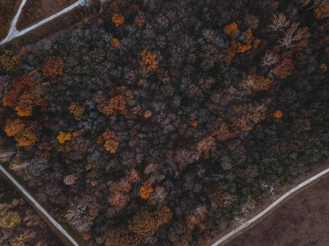 A breathtaking aerial shot of an autumn forest with vibrant fall foliage, showcasing a top-down view of colorful trees.