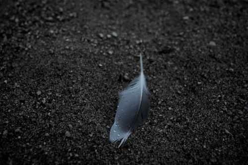 Free A single feather lies on dark sandy ground, creating a moody atmosphere. Stock Photo