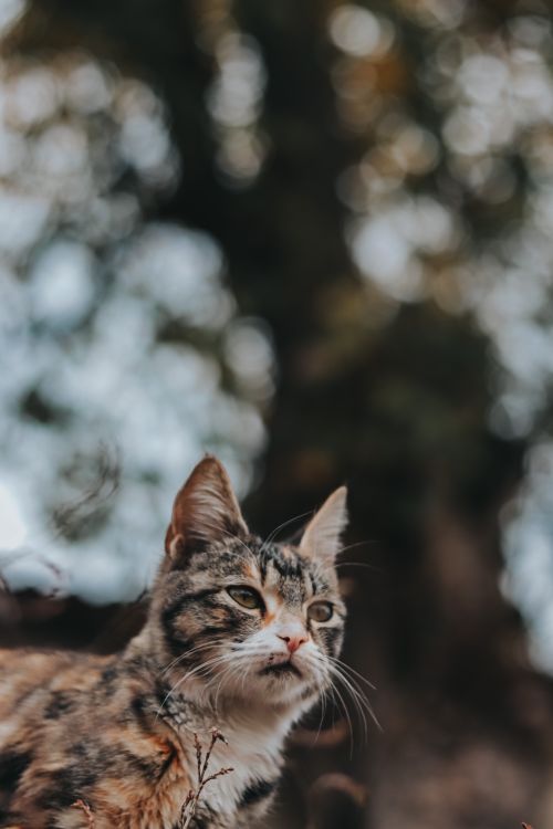 Free A close-up portrait of a calico cat outdoors with bokeh effect in background. Stock Photo
