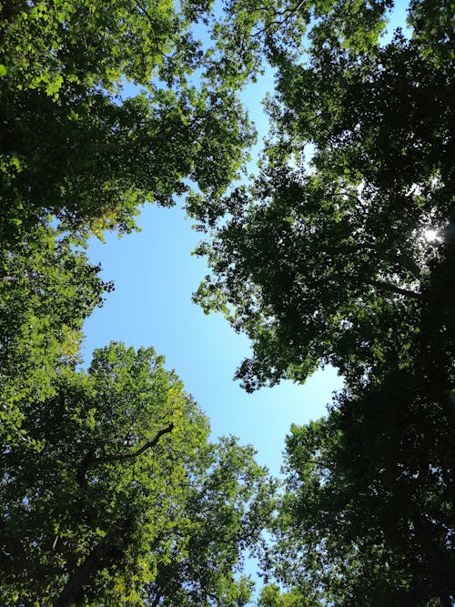 Worm's Eye View Photo of Green Trees