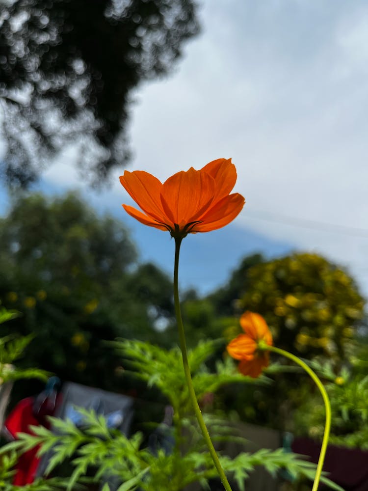 Flower With Petals