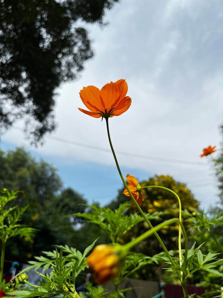 Orange Cosmos Flower In Tilt Shift Lens