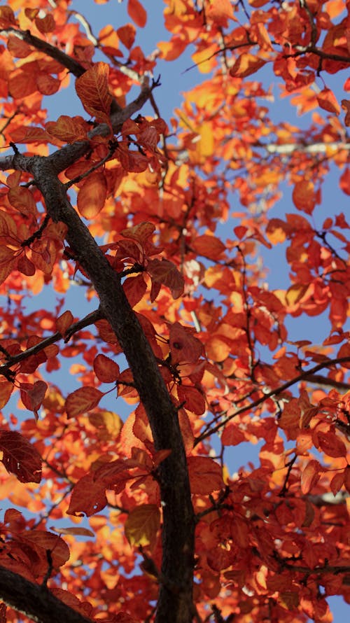 オレンジ色の葉, シーズン, ローアングルショットの無料の写真素材