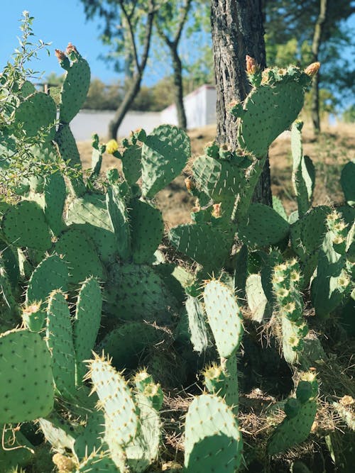 Immagine gratuita di attraente, botanica, cactus