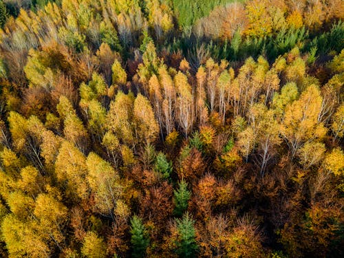 Drone View of Forest During Autumn Season