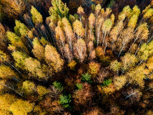 Bird's Eye View of Autumn Trees in the Forest