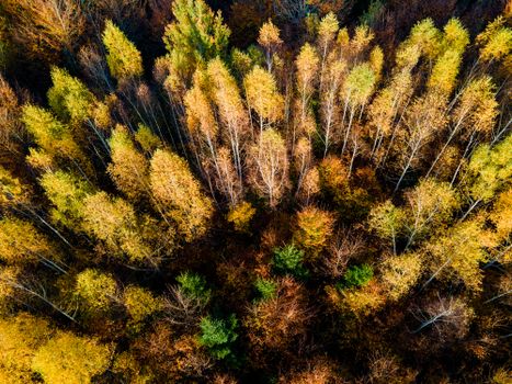 Stunning aerial view of a colorful autumn forest in Kürnberg, Austria.