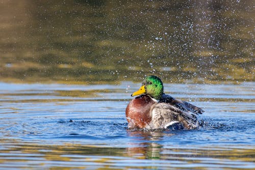 Foto d'estoc gratuïta de ànec, ànec mallard, animal