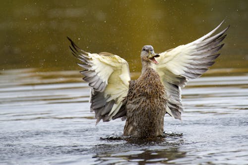 Close-Up Shot of a Mallard Duck on Water