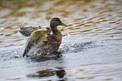 Free Captivating close-up of a mallard duck splashing in water with open wings. Stock Photo