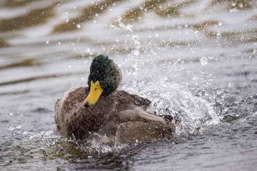 Close-Up Shot of a Mallard Duck on Water