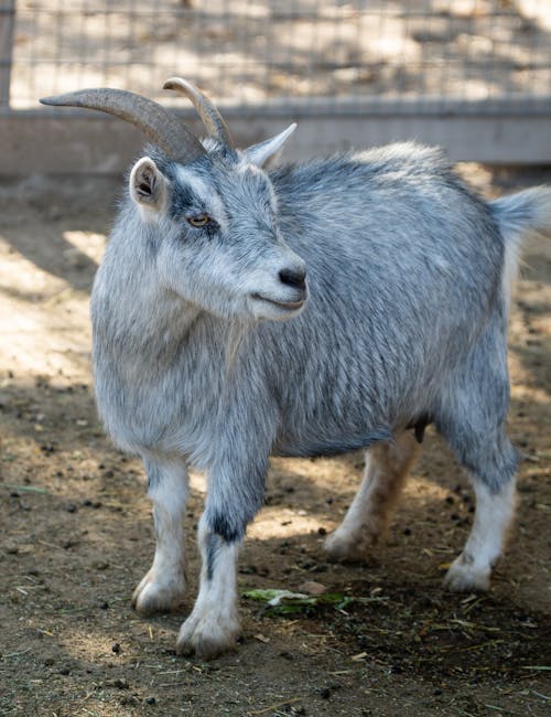 Close-Up Shot of a Goat on the Ground