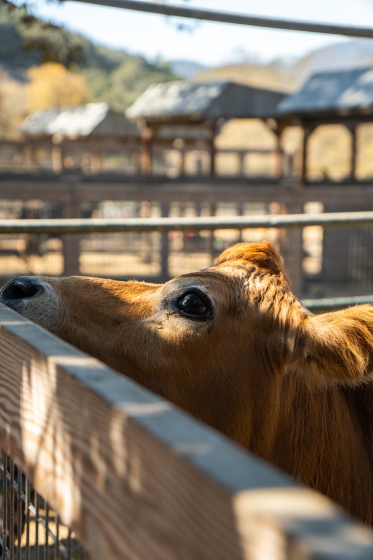 A Brown Calf In The Farm