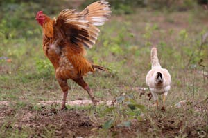 Chicken and Rooster Running in Countryside