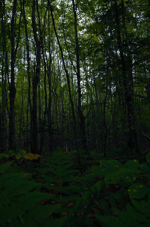 Foto d'estoc gratuïta de dens, fons del bosc fosc, gran arbre